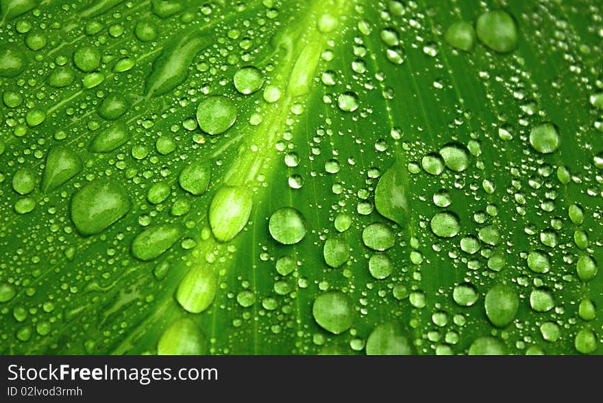 Green leaf after summer rain. Green leaf after summer rain