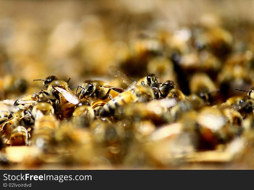 A pile of busy bees on close-up. A pile of busy bees on close-up.