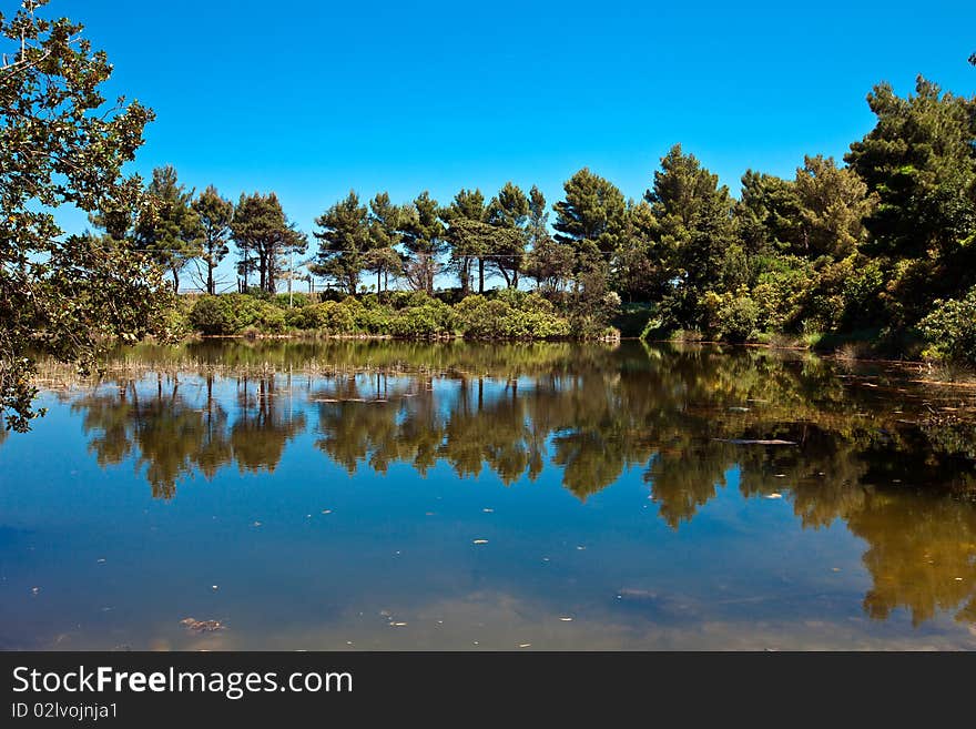 Pond with trees reflected