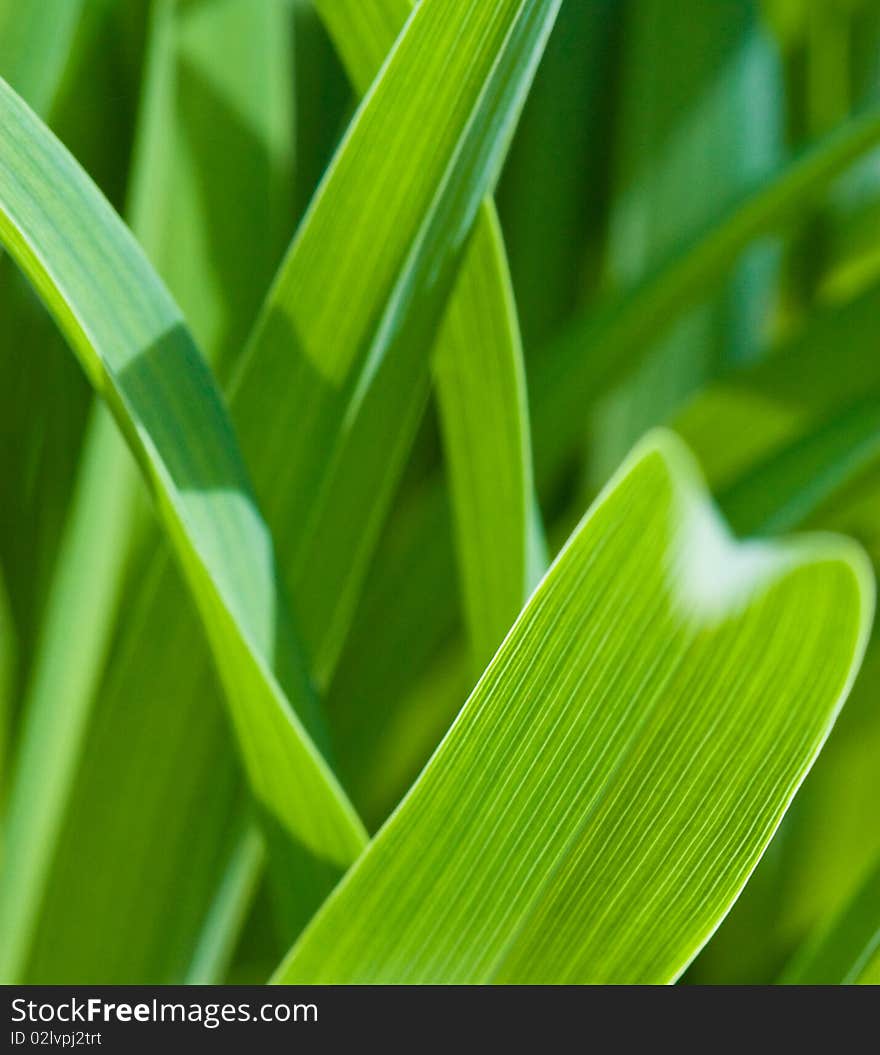 Grass back lit close up