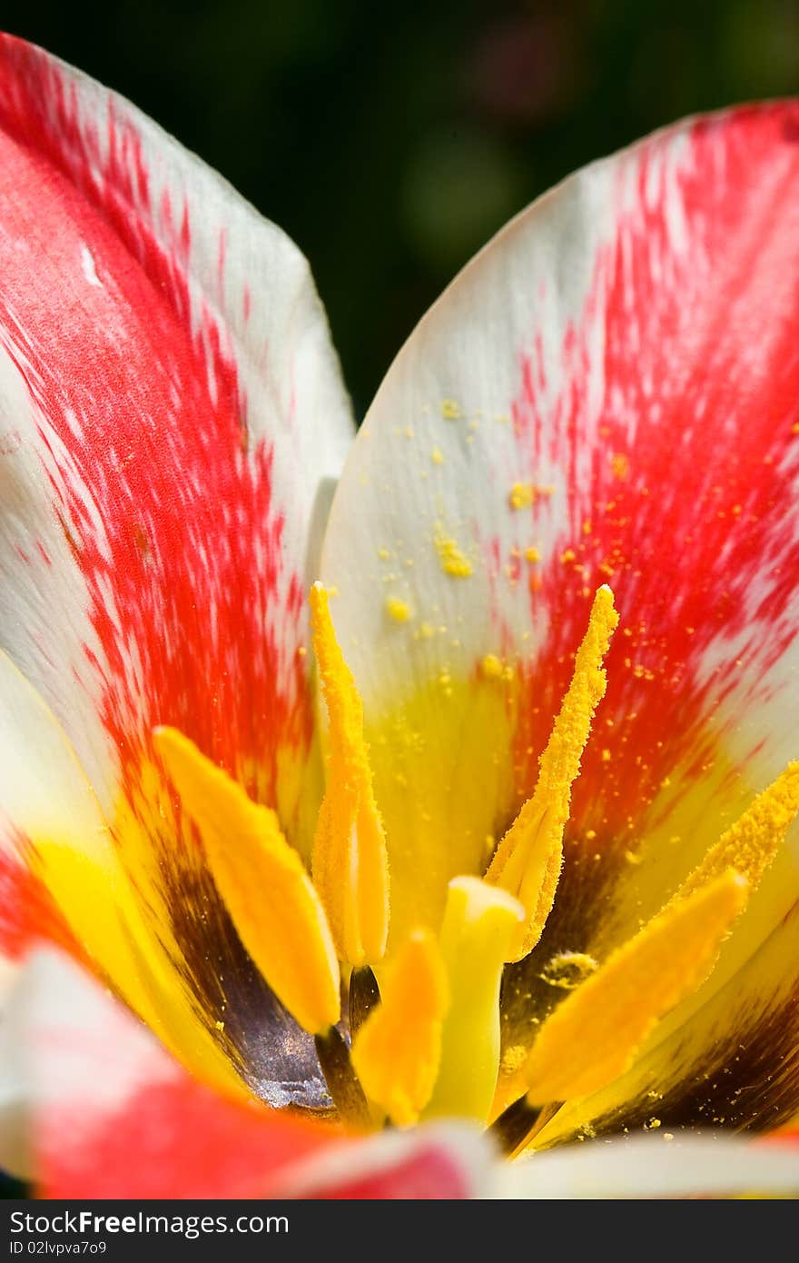 Tulip close up with yellow stamen