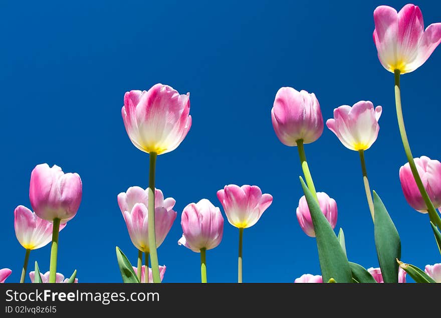 Tulips and sky