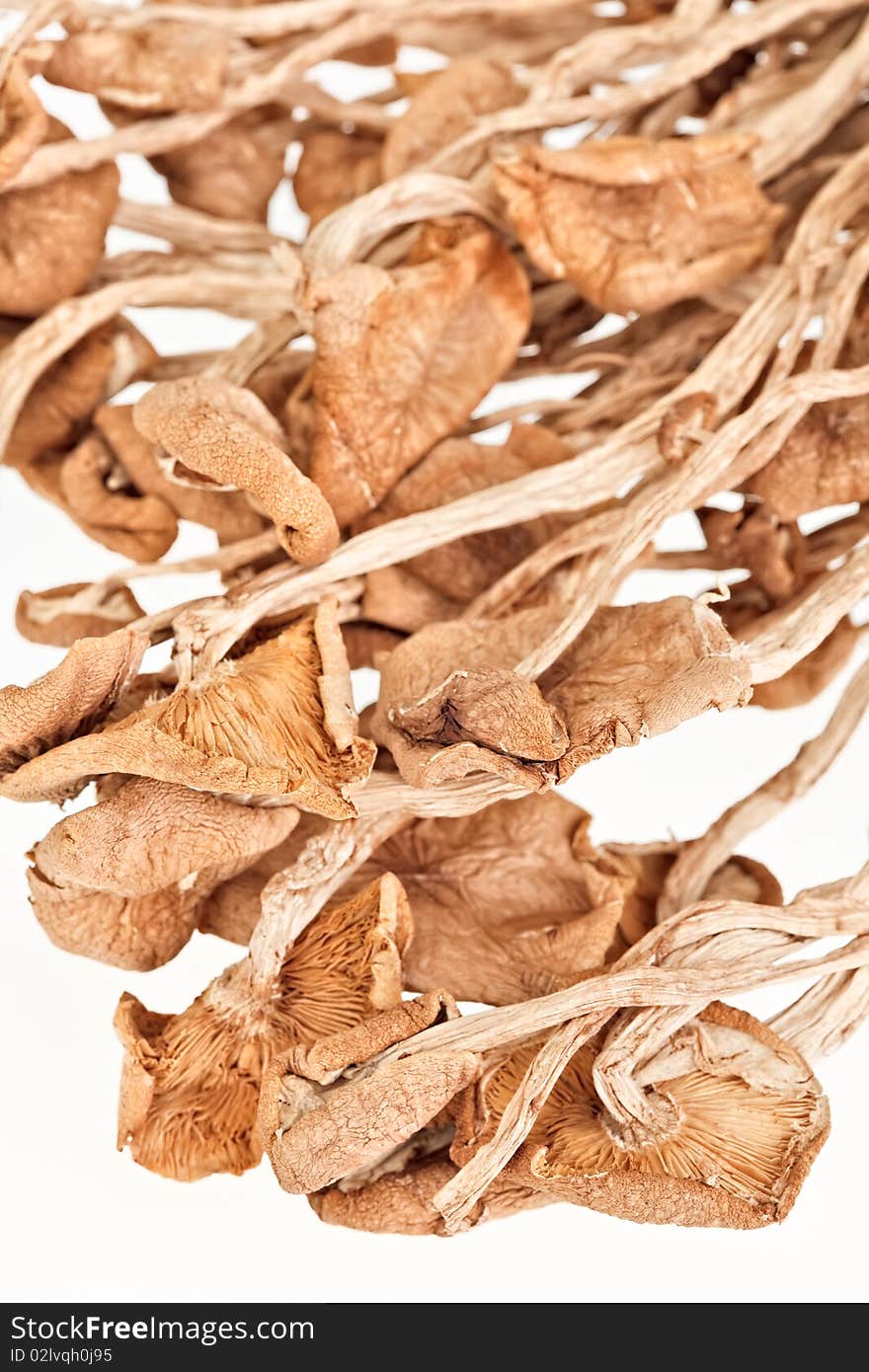 Dried armillaria (fairy-ring ) mushrooms isolated on white