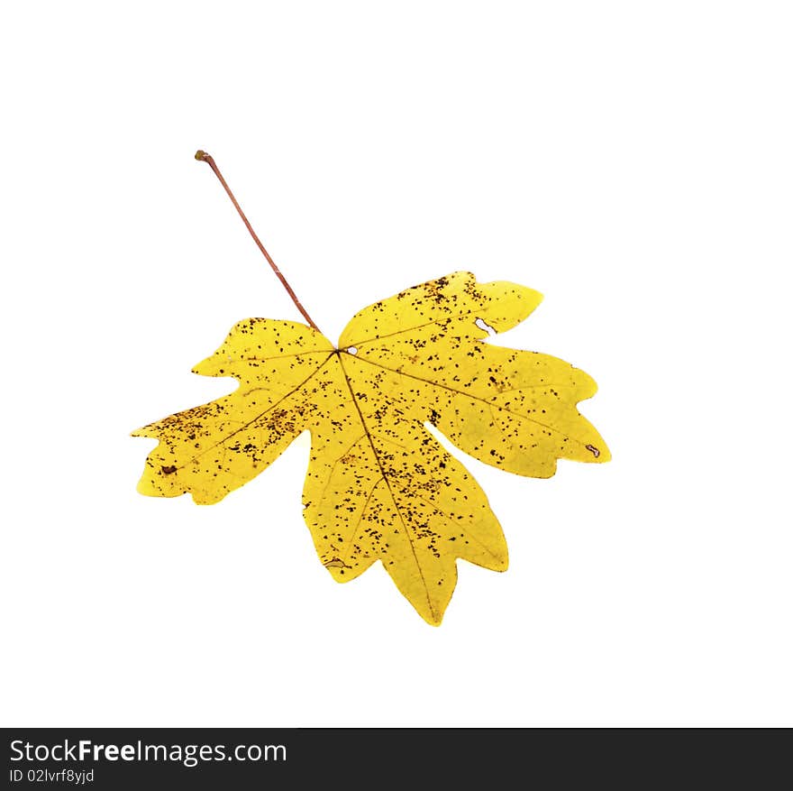 Autumn yellow leaf isolated on white