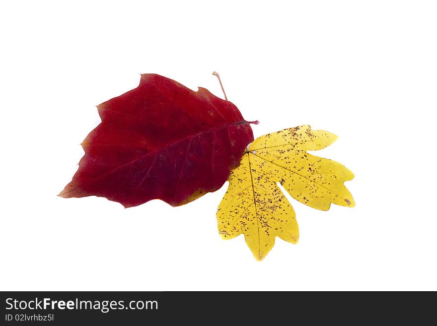 Autumn yellow and red leaf isolated on white