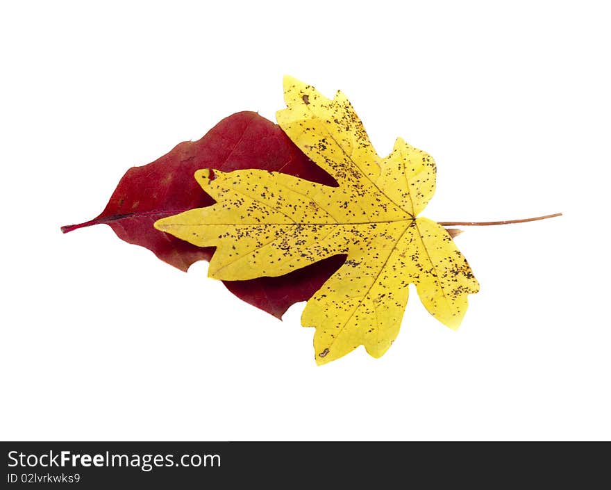 Autumn yellow and red leaf isolated on white