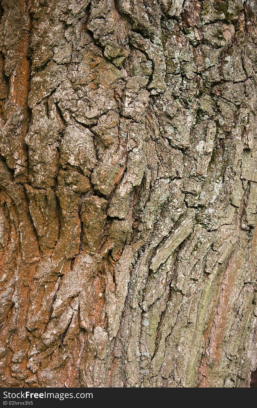 Bark of a tree of an old oak a background. Bark of a tree of an old oak a background