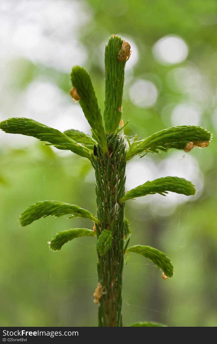 Green Fur-tree