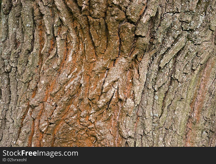 Bark of a tree of an old oak a background. Bark of a tree of an old oak a background