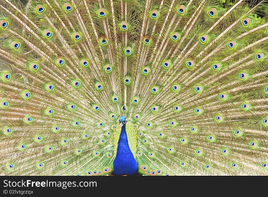 Adult peacock displaying colorful feathers