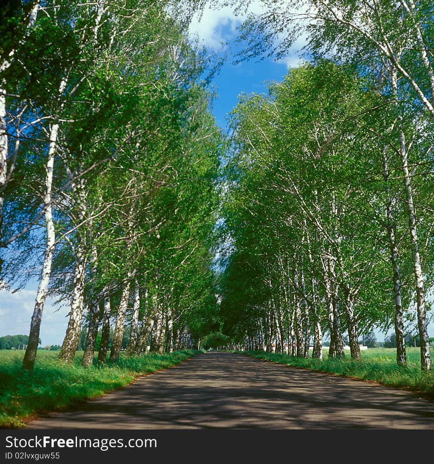 A rural road surrounded by green trees in the springtime. A rural road surrounded by green trees in the springtime.