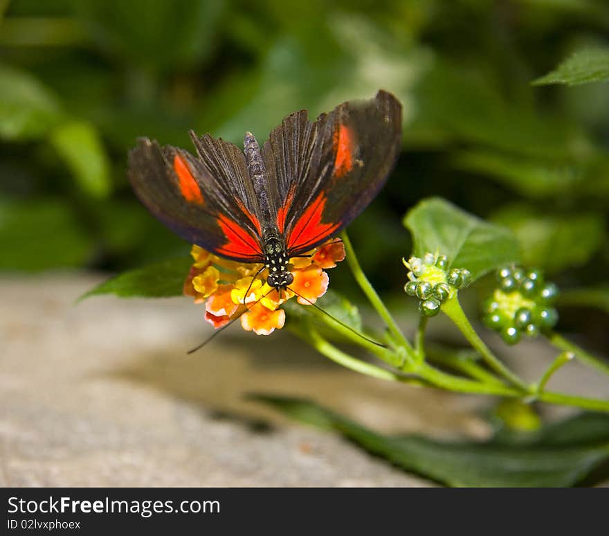 Washington Butterfly