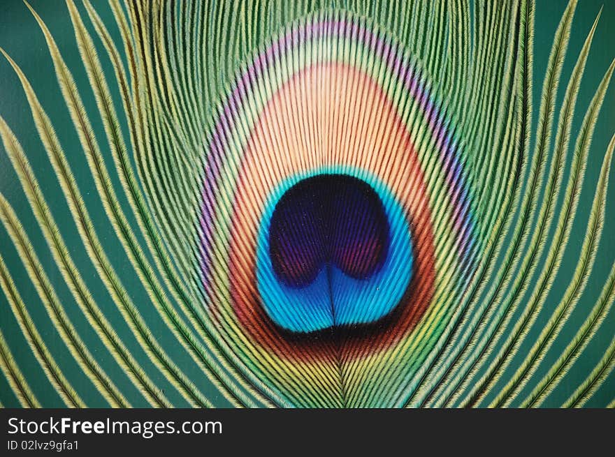 Peacock feather snapshot with different colors displayed. Peacock feather snapshot with different colors displayed