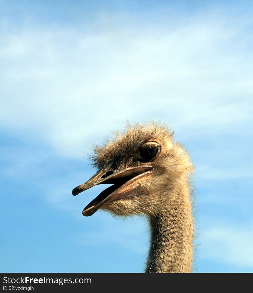 Ostrich