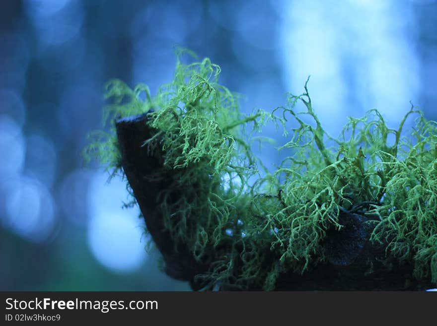 A mossy branch seen in an unknown forest.