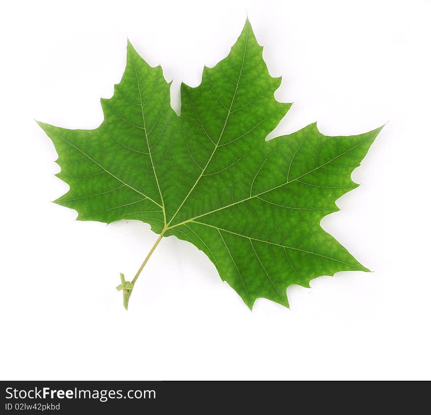 Close-up of a London plane (Platanus acerifolia) leaf. See my portfolio, TreePhoto for more. Close-up of a London plane (Platanus acerifolia) leaf. See my portfolio, TreePhoto for more