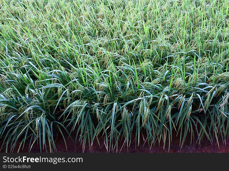 An overall view of paddy field