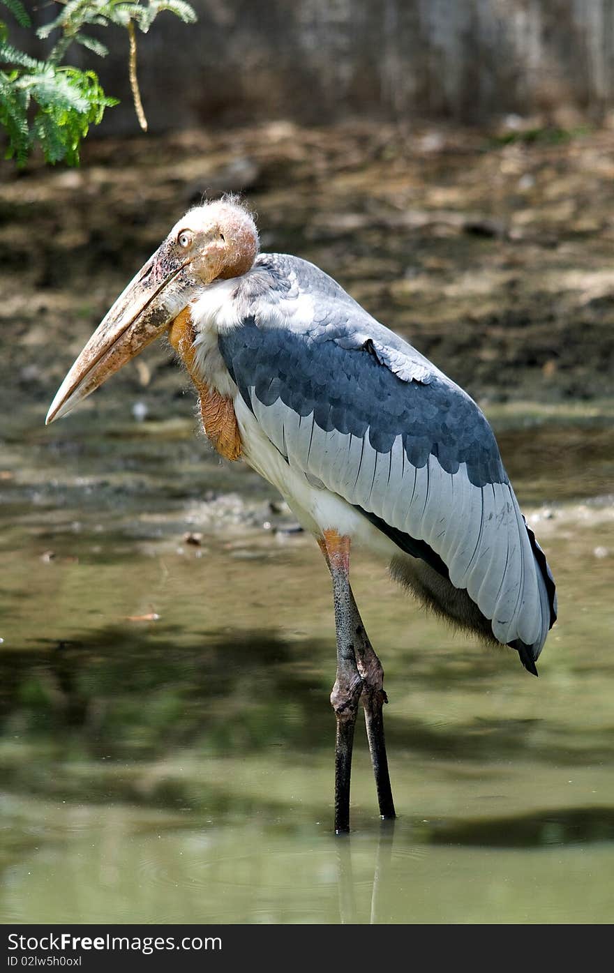 Adjutant Stork is a large bird resembling the African Maribou. Adjutant Stork is a large bird resembling the African Maribou.