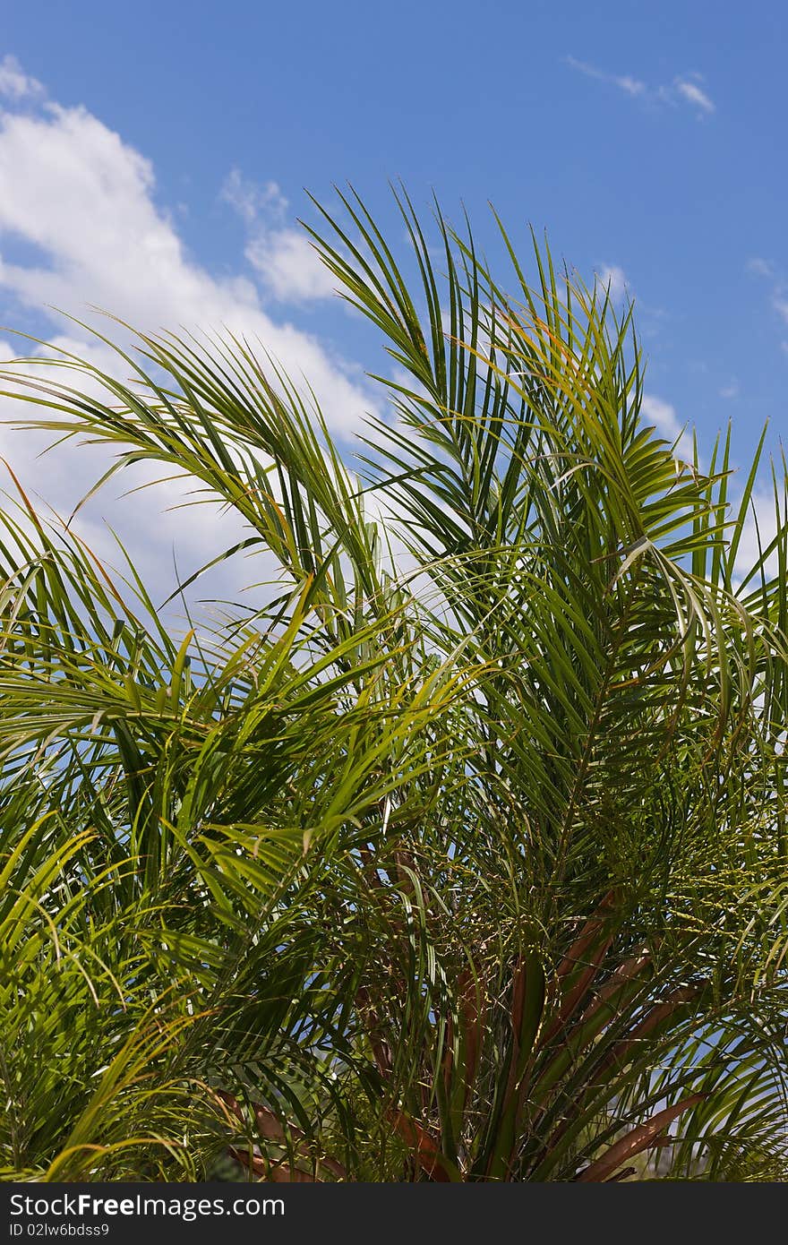 Palm Tree Against A Blue Sky