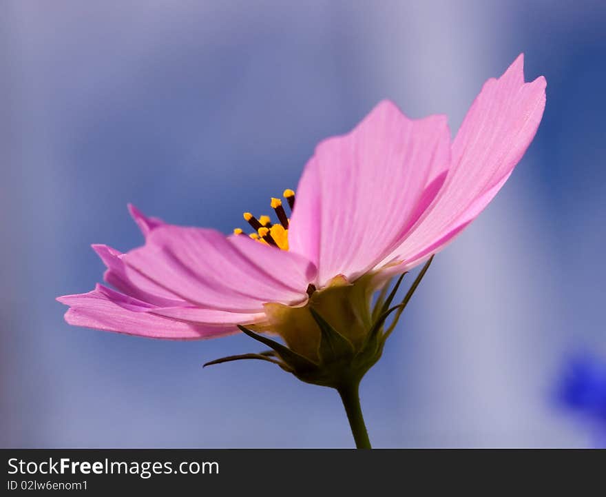 Beautiful Pink Flower On Blue