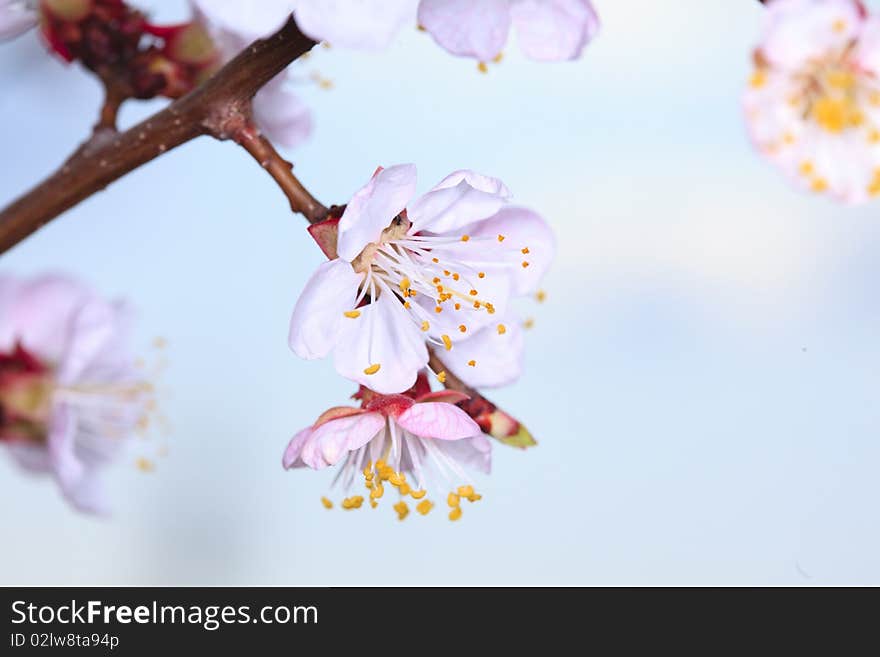 Spring Cherry Blossom