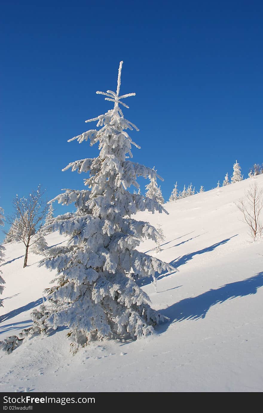 A white fur-tree on a hillside in a winter landscape against the dark blue sky. A white fur-tree on a hillside in a winter landscape against the dark blue sky.