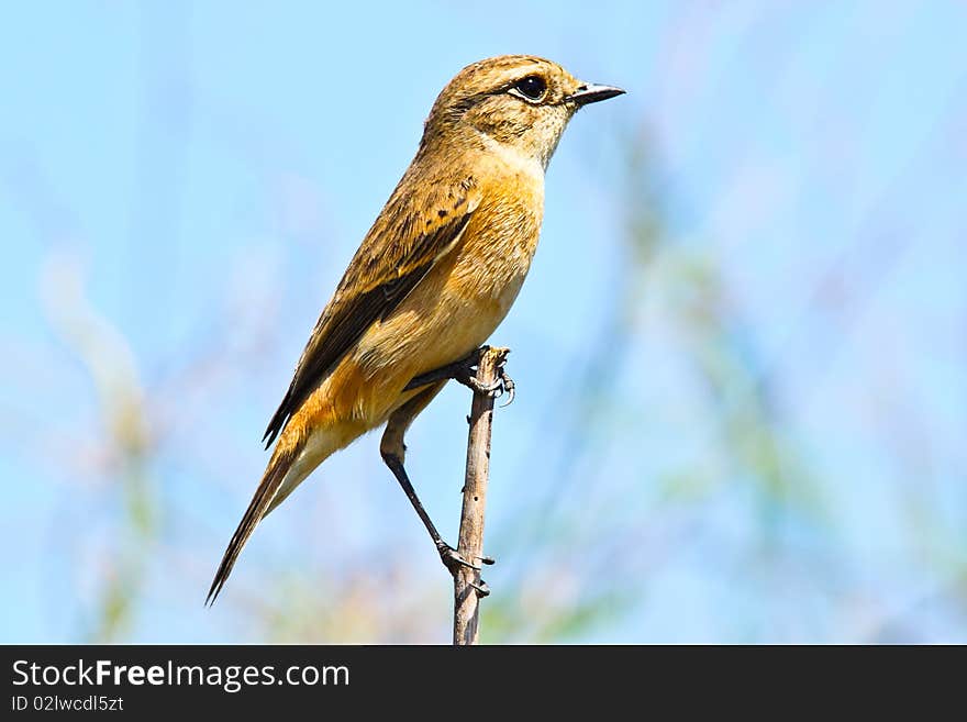 Siberian stonechat is one migratory Birds of Thailand. Siberian stonechat is one migratory Birds of Thailand.