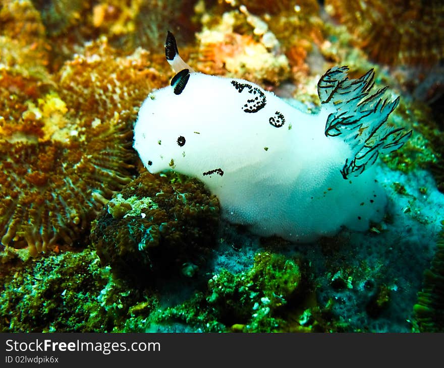 Bunny nudi branch at koh tao, Thailand.