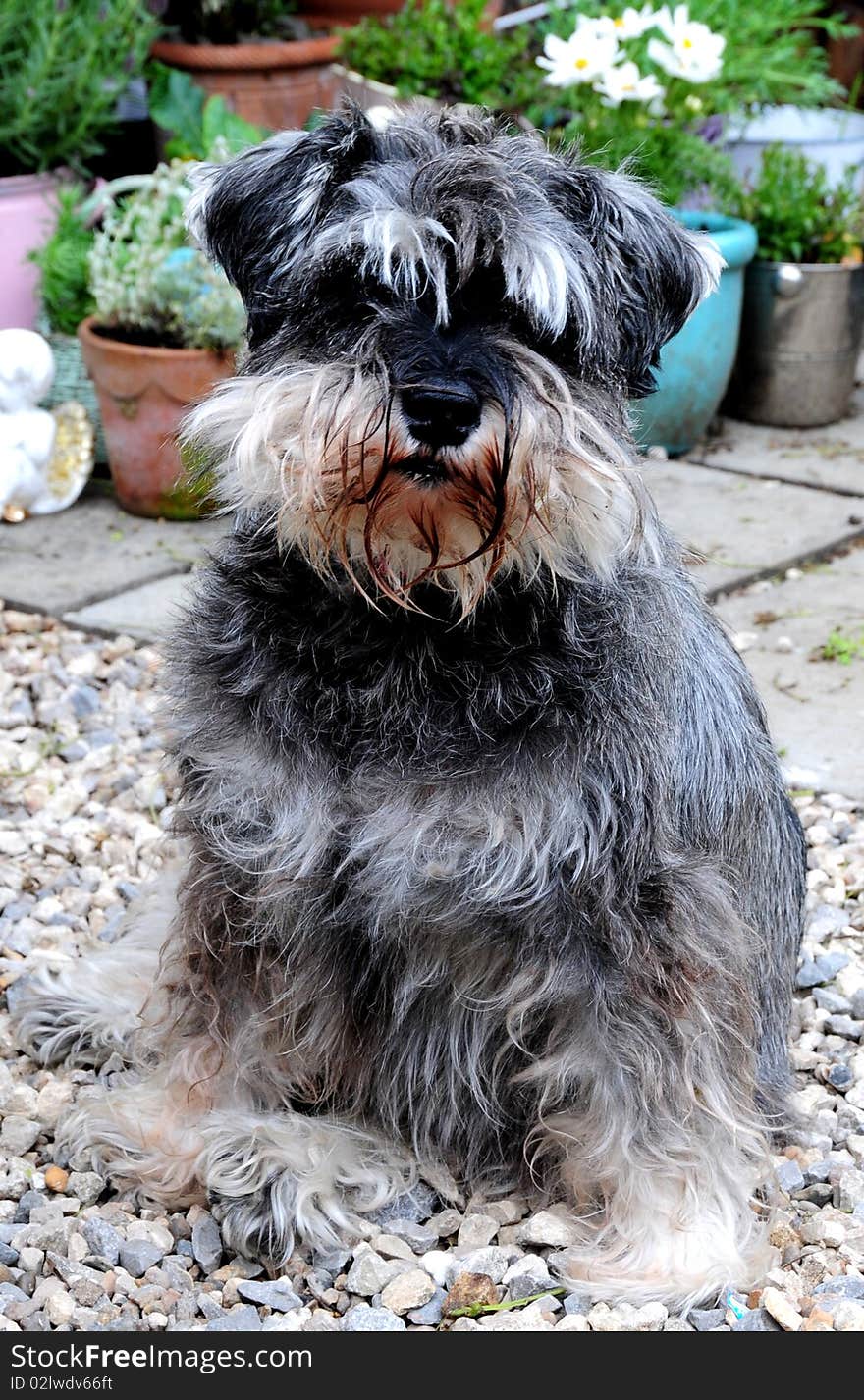 Schnauzer