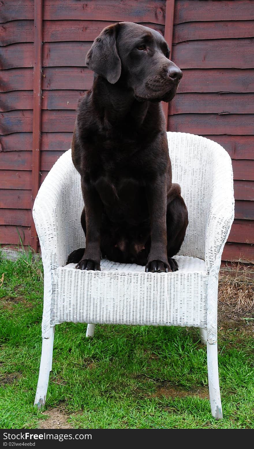 Shot of a cheeky labrador on a wicker chair. Shot of a cheeky labrador on a wicker chair