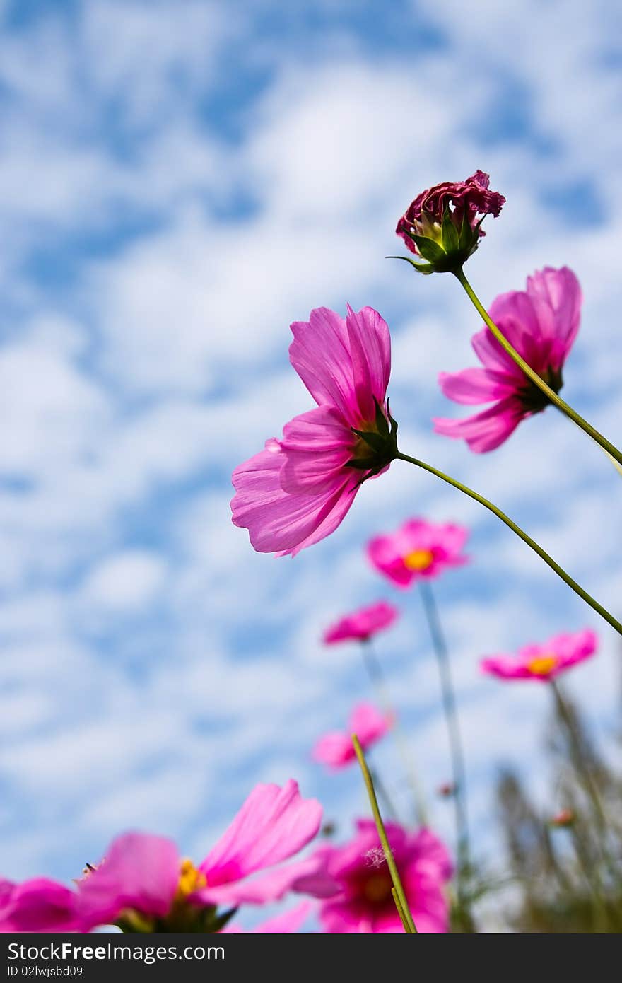 Ant eye under flower and blue sky. Ant eye under flower and blue sky.