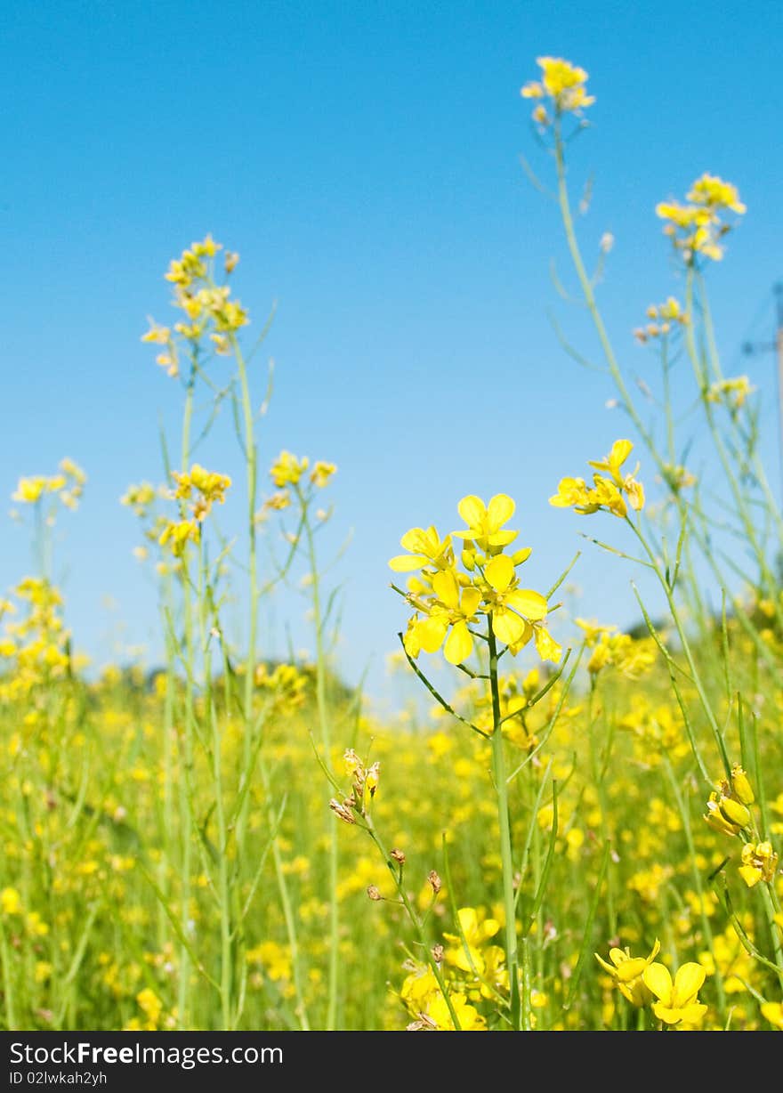 Yellow colza against the sky