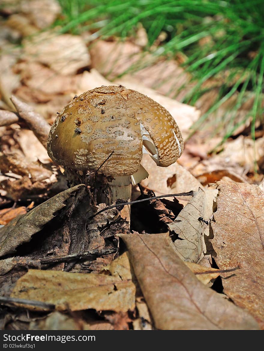 Mushrooms (Amanita)