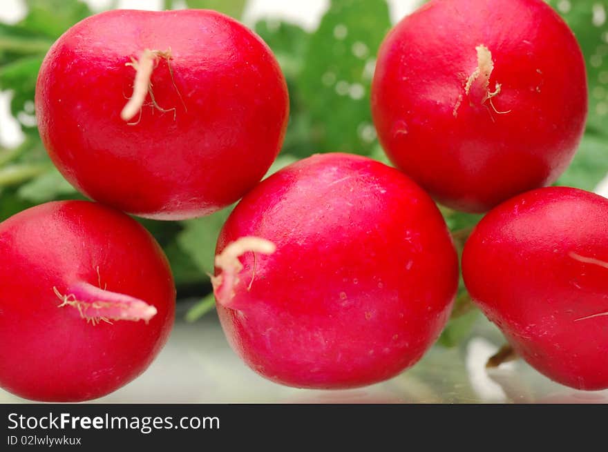 Fresh radishes on a white background