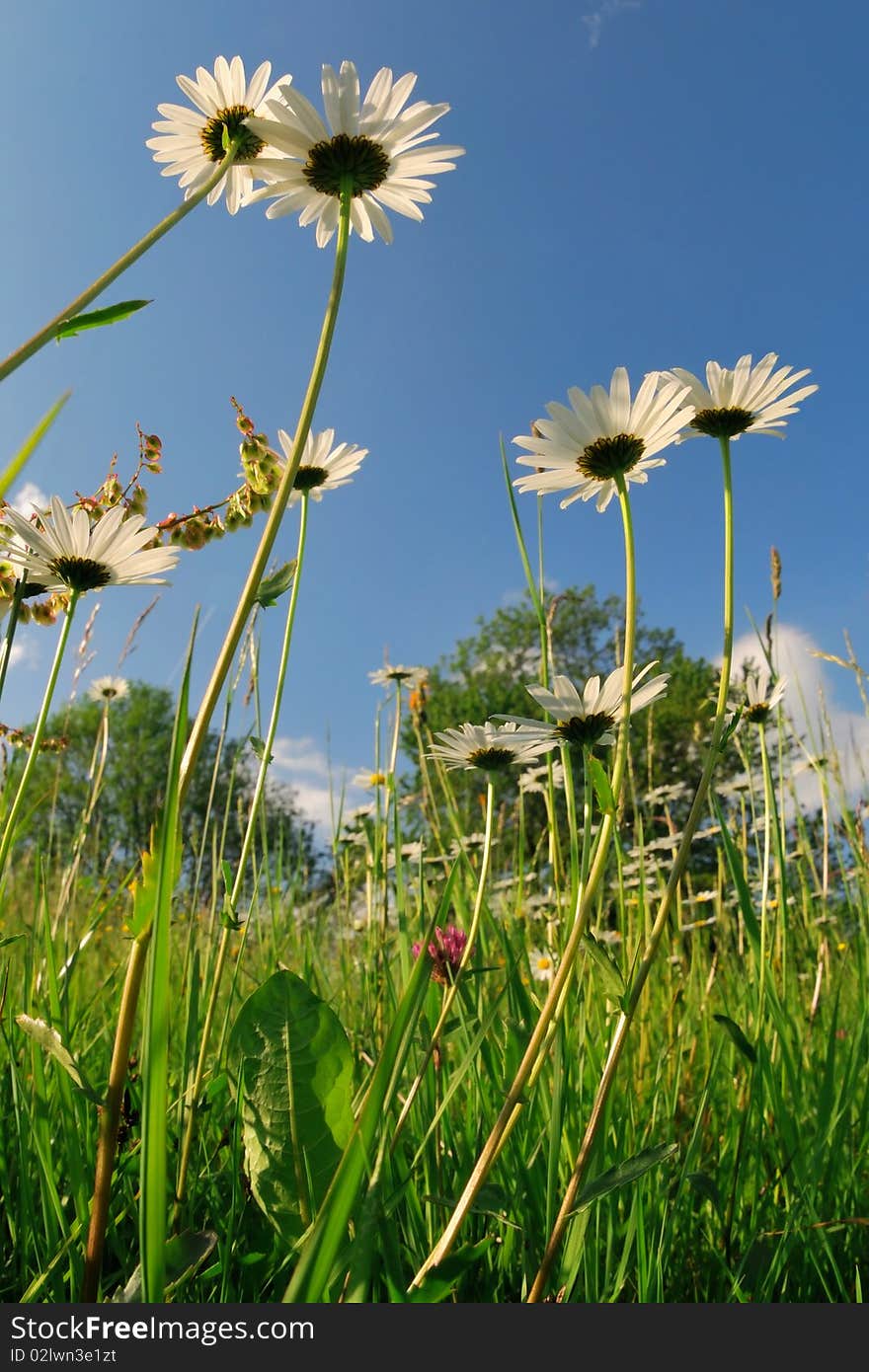 Wild Field With Chamomiles