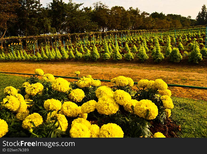 Flower farm in Jim Thom Son farm, Thailand. Flower farm in Jim Thom Son farm, Thailand.