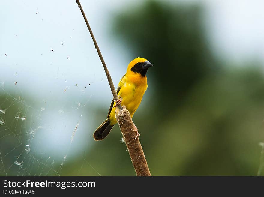 Golden weaver in breeding season.