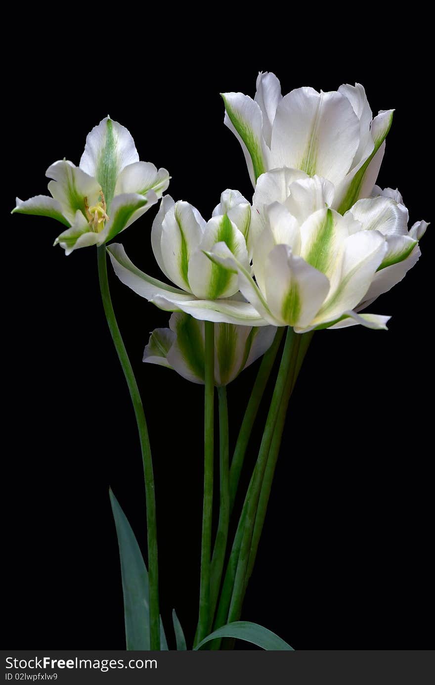 Spring green tulips isolated on black