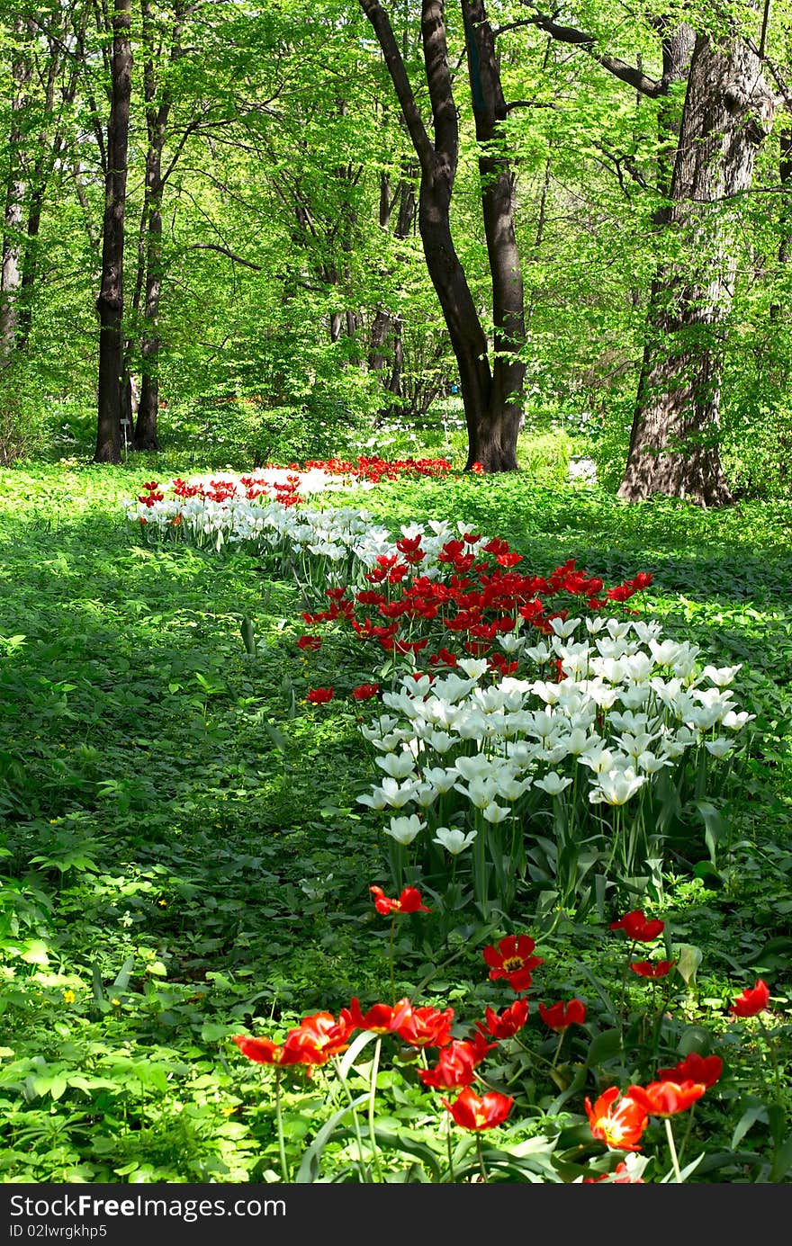 Flower bed of the red and white tulip in the park. Flower bed of the red and white tulip in the park