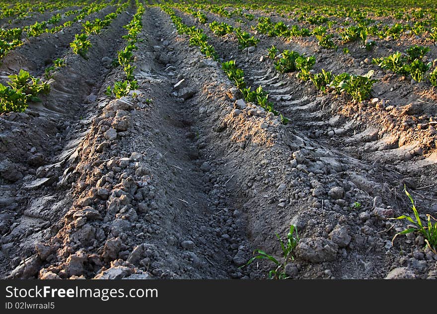 Agricultural plants