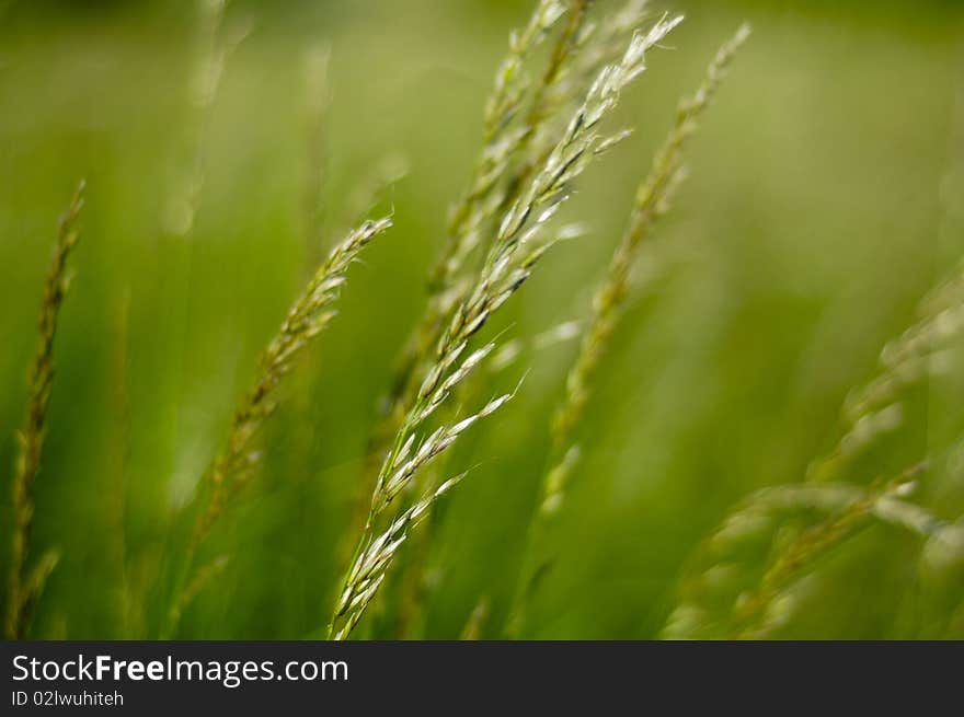 Wheat Field