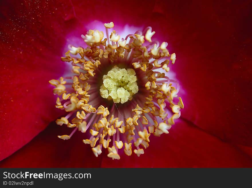 Centered flower