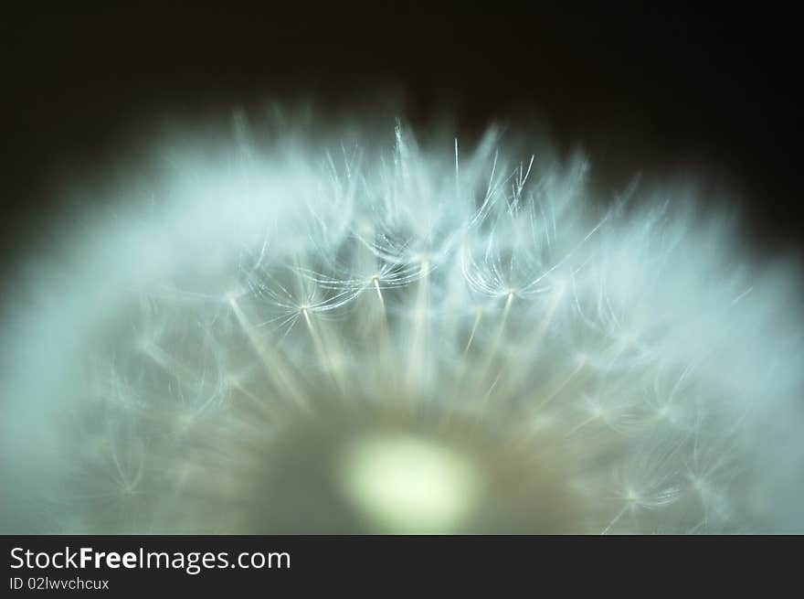 Dandelion