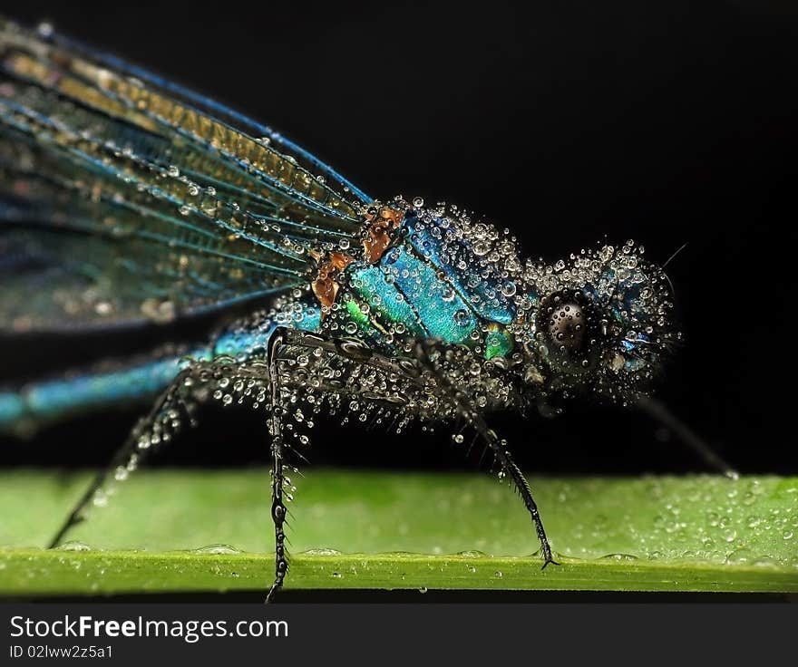 Blue dragonfly calopteryx covered in dew