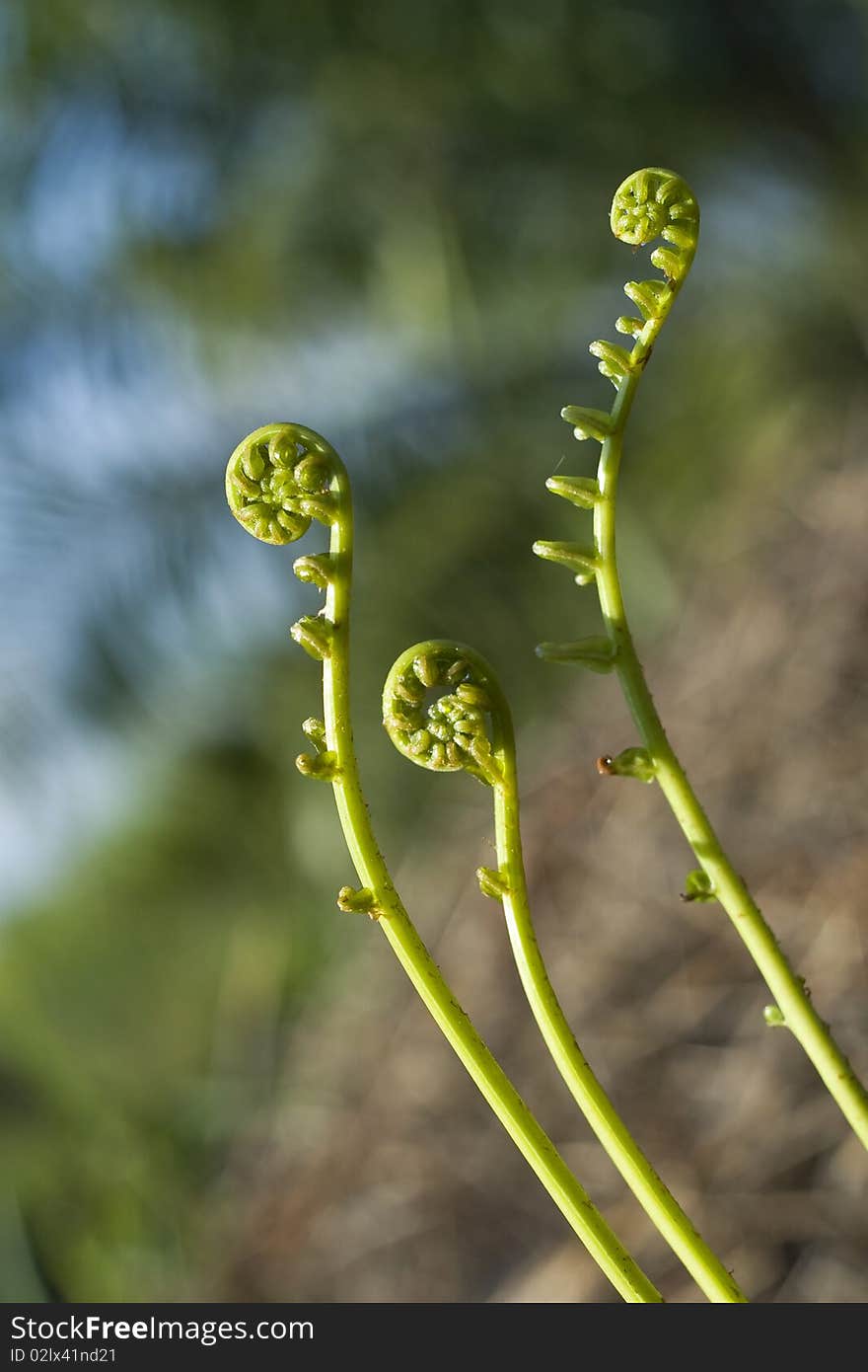 Fiddle Head Fern