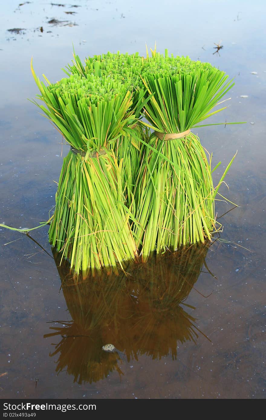 Rice Plants, South of Thailand