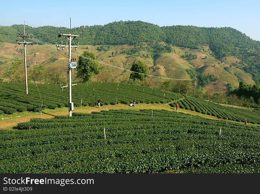 Tea Plantation