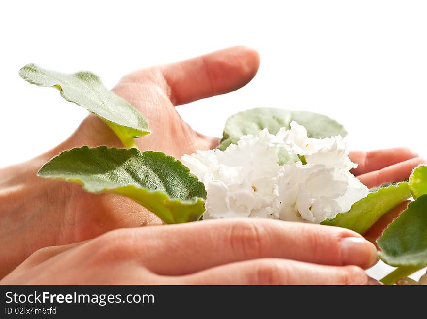 White flower and green leaves in woman's hands. White background. White flower and green leaves in woman's hands. White background