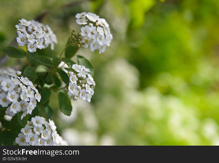 Flowers over green background