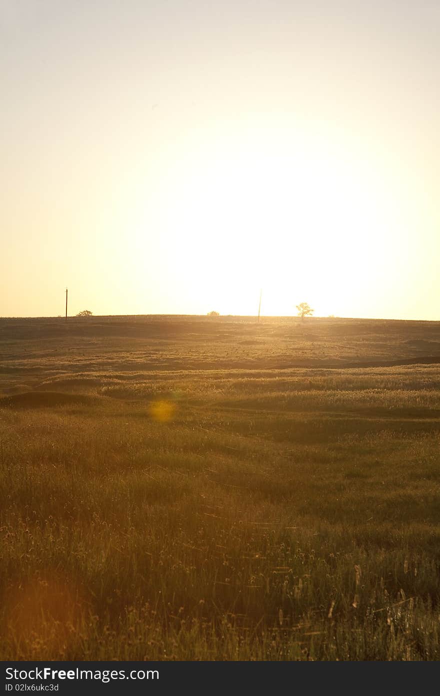 Golden spikes field at countryside